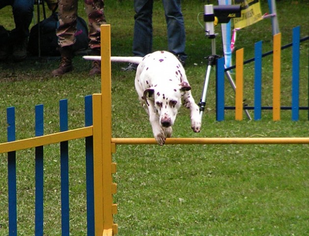 Agility tekma Slovenska Bistrica 2006 - foto