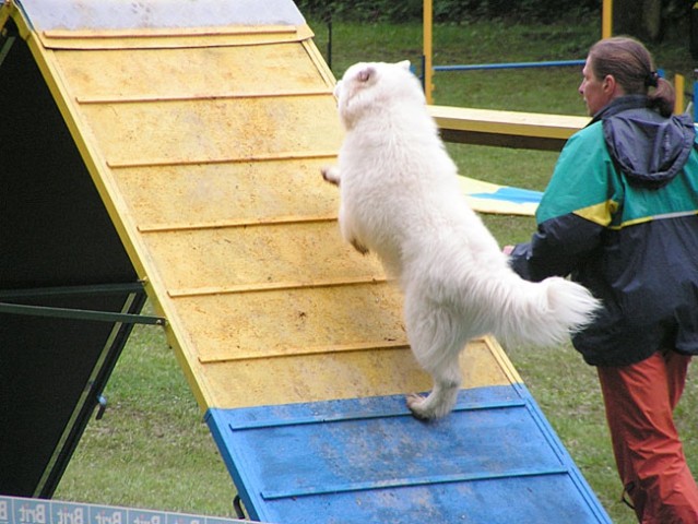 Agility tekma Slovenska Bistrica 2006 - foto