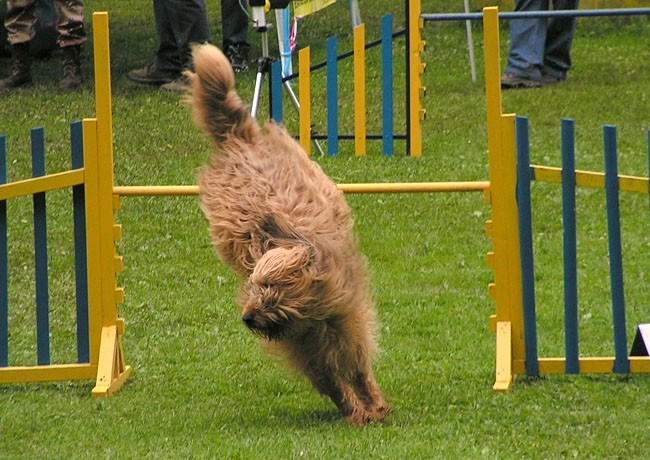 Agility tekma Slovenska Bistrica 2006 - foto povečava