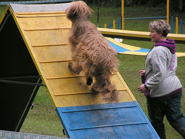 Agility tekma Slovenska Bistrica 2006 - foto