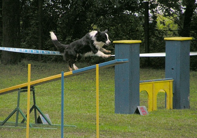 Agility tekma Slovenska Bistrica 2006 - foto povečava