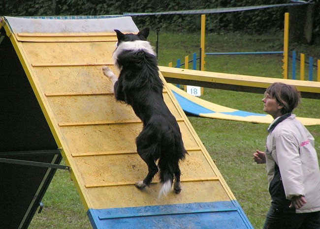 Agility tekma Slovenska Bistrica 2006 - foto povečava