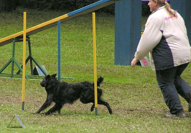 Agility tekma Slovenska Bistrica 2006 - foto povečava