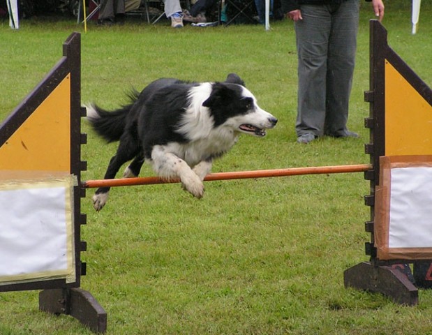 Agility tekma Maribor 2006 - foto