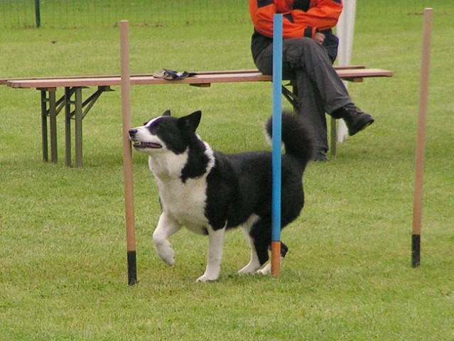 Agility tekma Maribor 2006 - foto