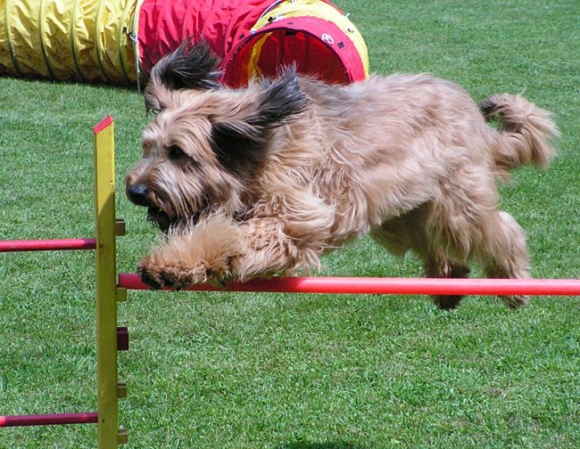 Agility Domžale 2006 - foto povečava