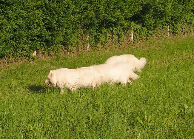 Pomlad - foto povečava