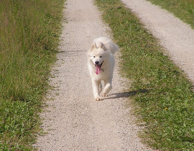 Pomlad - foto povečava