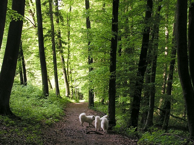 Pomlad - foto povečava