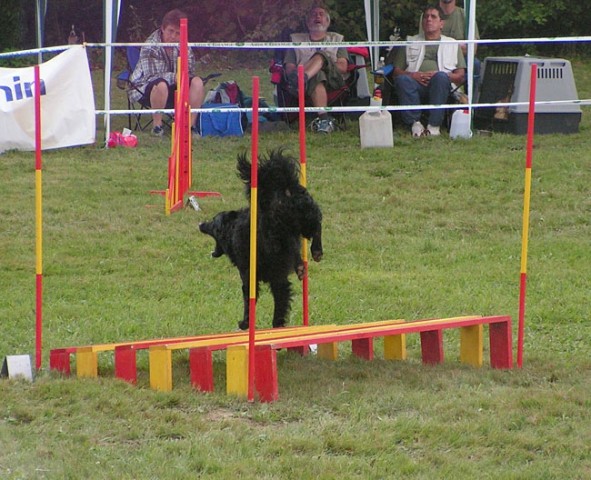 Agility Kočevje - foto