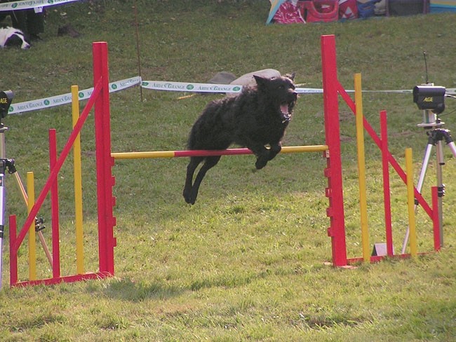 Agility Kočevje - foto povečava