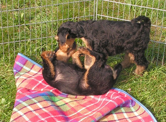 Agility Kočevje - foto povečava