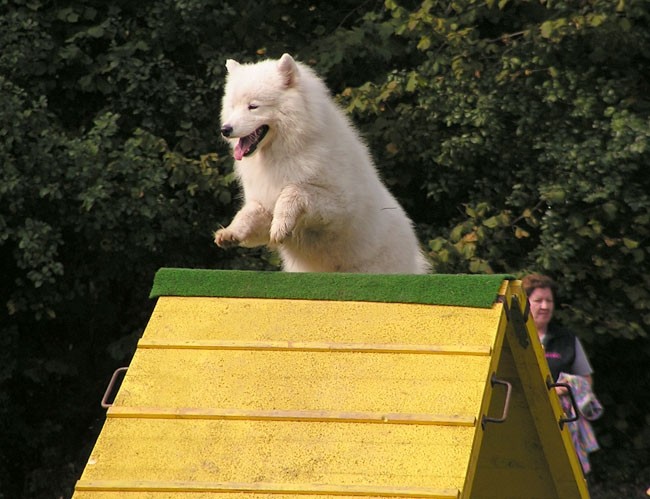 Agility Kočevje - foto povečava