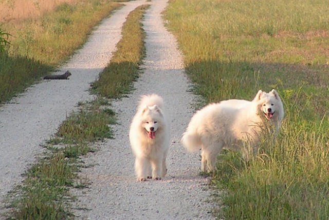 Predrzen muc (pika na levi) se mirno valja psom pred nosom