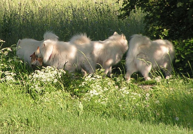 Pomladanski sprehod z dodatkom - foto povečava