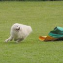 Agility trening 1