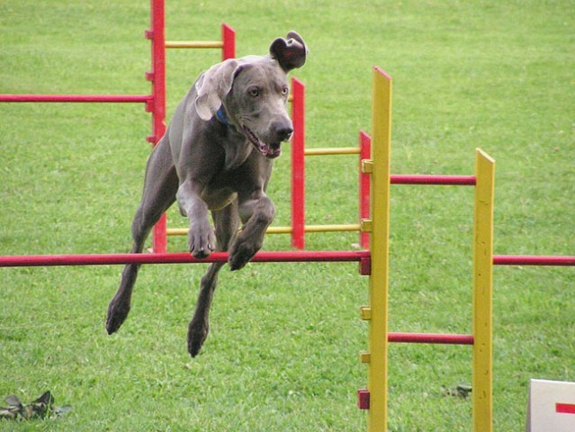 Agility trening 2 - foto