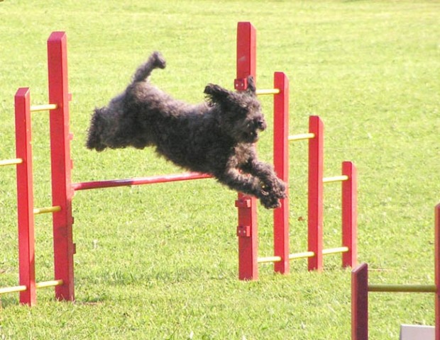 Agility trening 2 - foto