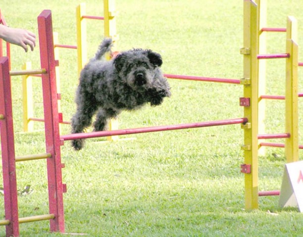 Agility trening 2 - foto