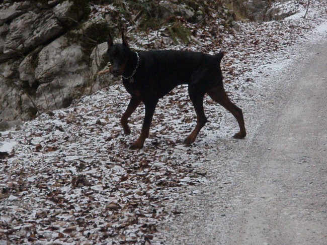 Novoletni sprehod - foto povečava