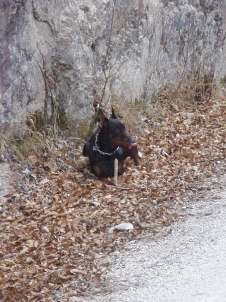 Novoletni sprehod - foto povečava