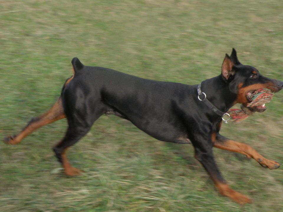 Gil in Gala - foto povečava