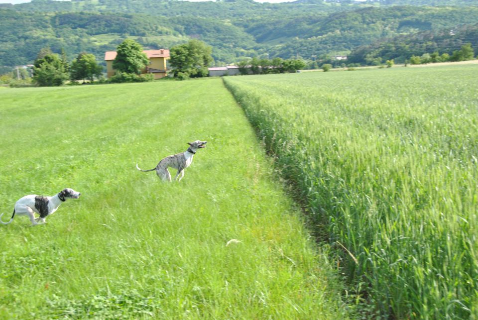 Gil Galad Komarski - foto povečava