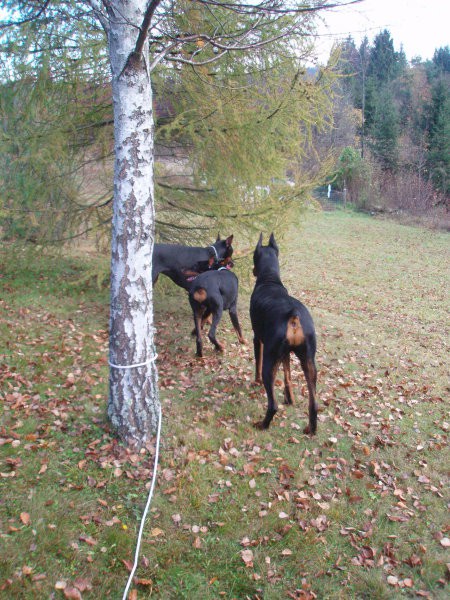 Iro, Sky, Saar in Raš na Ravniku - foto povečava