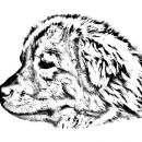 ŠANA 1996---2010