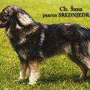 ŠANA