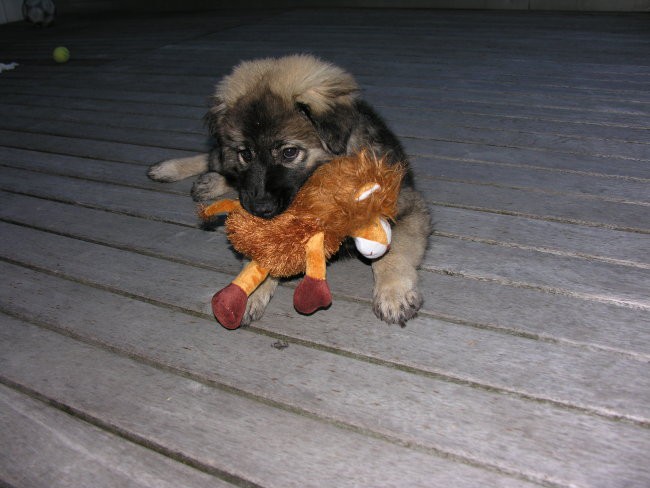 FEJA  SREDNJEDRAVSKA
6. 2007