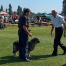 CACIB  LENDAVA  Ch.  BONI SREDNJEDRAVSKA  Z RAZSTAVNEM  KROGU