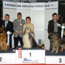  CACIB TROMOSTOVJE   Ch.  ŠANA  ODLIČNO  1  VETERANI    TRETJE MESTO