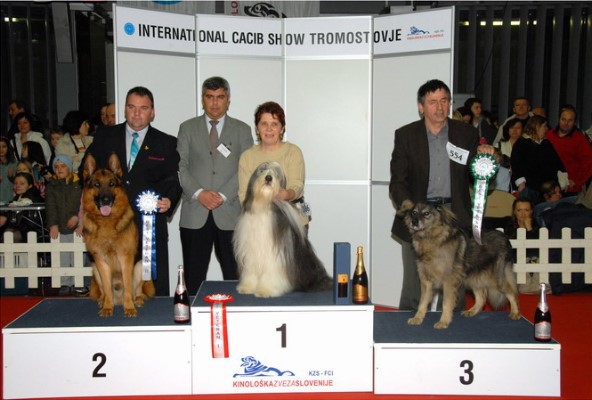  CACIB TROMOSTOVJE   Ch.  ŠANA  ODLIČNO  1  VETERANI    TRETJE MESTO
