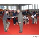 CAC CELJE  
Ch. BONI SREDNJEDRAVSKA ODL 1 CAC PRVAK PASME  BOB
