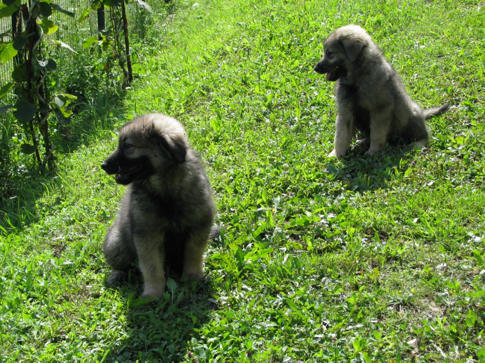 HITA  SREDNJEDRAVSKA 2009  HČI OD Ch. BONI SR - foto povečava