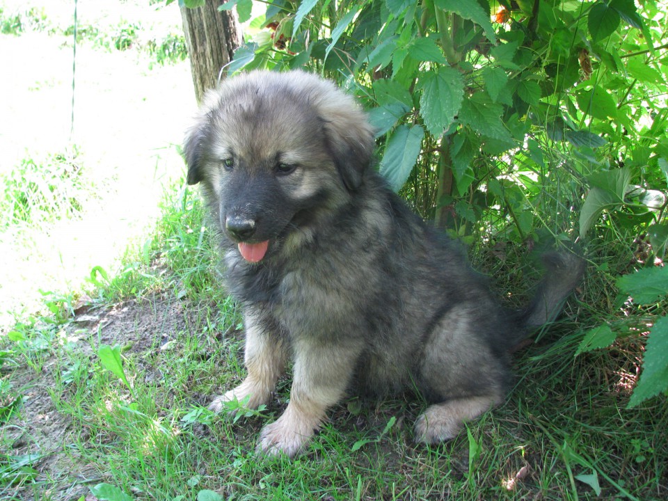 HITA  SREDNJEDRAVSKA 2009  HČI OD Ch. BONI SR - foto povečava