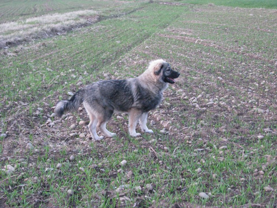 HITA  SREDNJEDRAVSKA 2009  HČI OD Ch. BONI SR - foto povečava