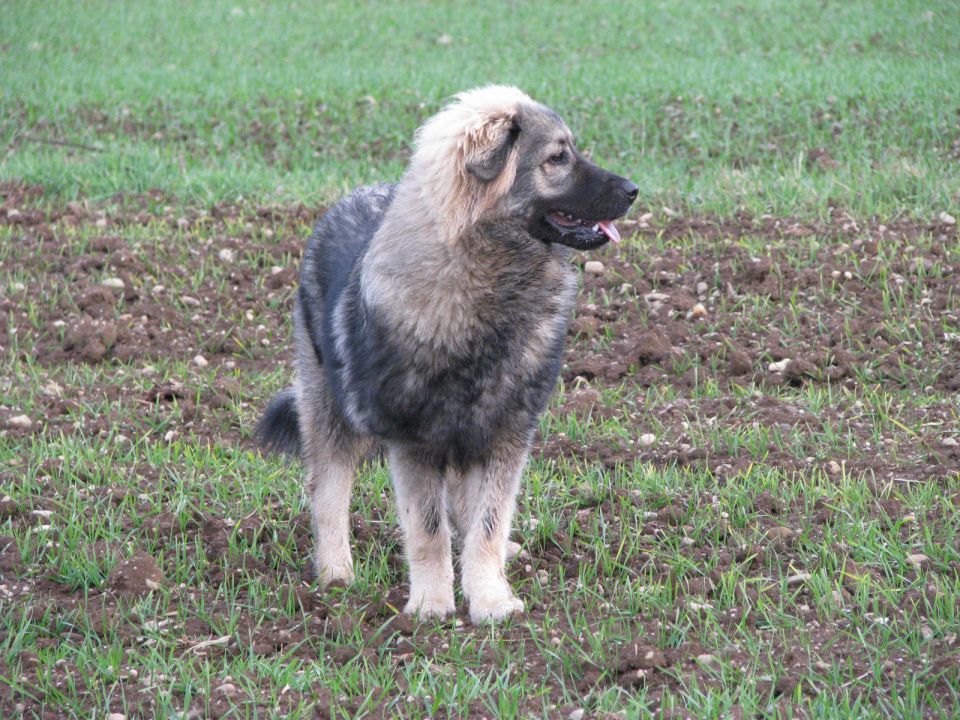 HITA  SREDNJEDRAVSKA 2009  HČI OD Ch. BONI SR - foto povečava