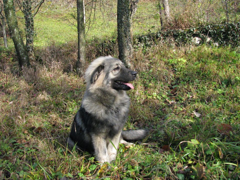 HITA  SREDNJEDRAVSKA 2009  HČI OD Ch. BONI SR - foto povečava