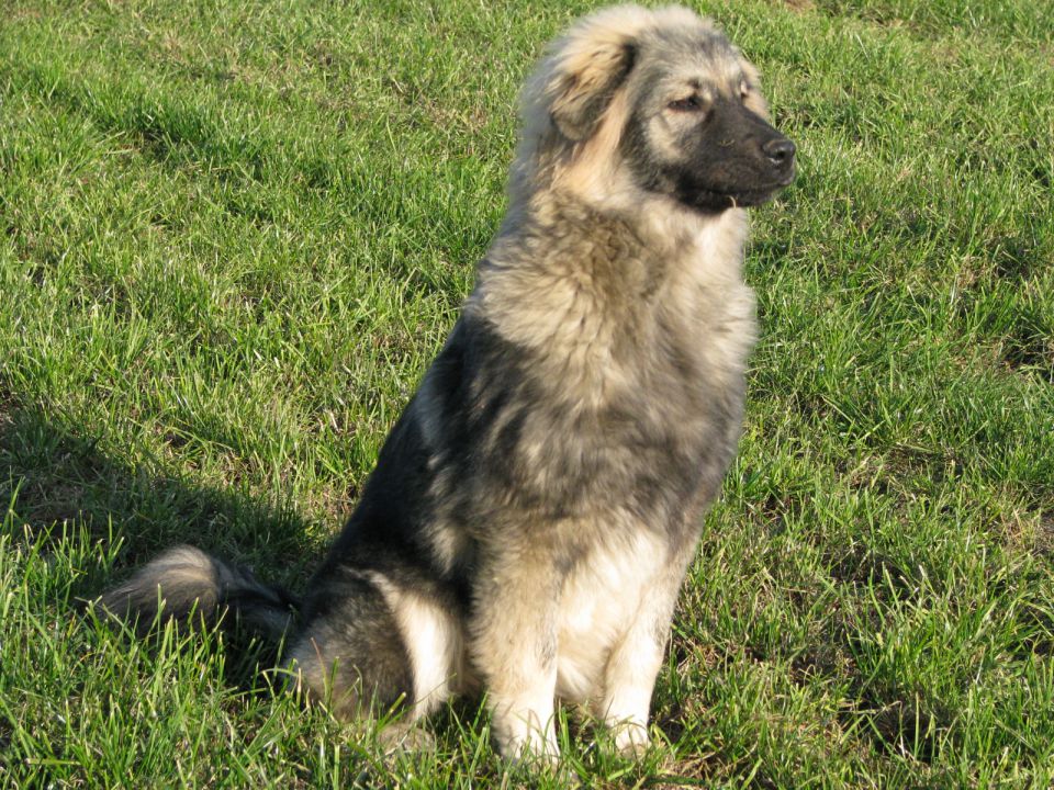 HITA  SREDNJEDRAVSKA 2009  HČI OD Ch. BONI SR - foto povečava