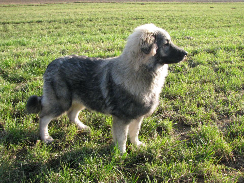 HITA  SREDNJEDRAVSKA 2009  HČI OD Ch. BONI SR - foto povečava