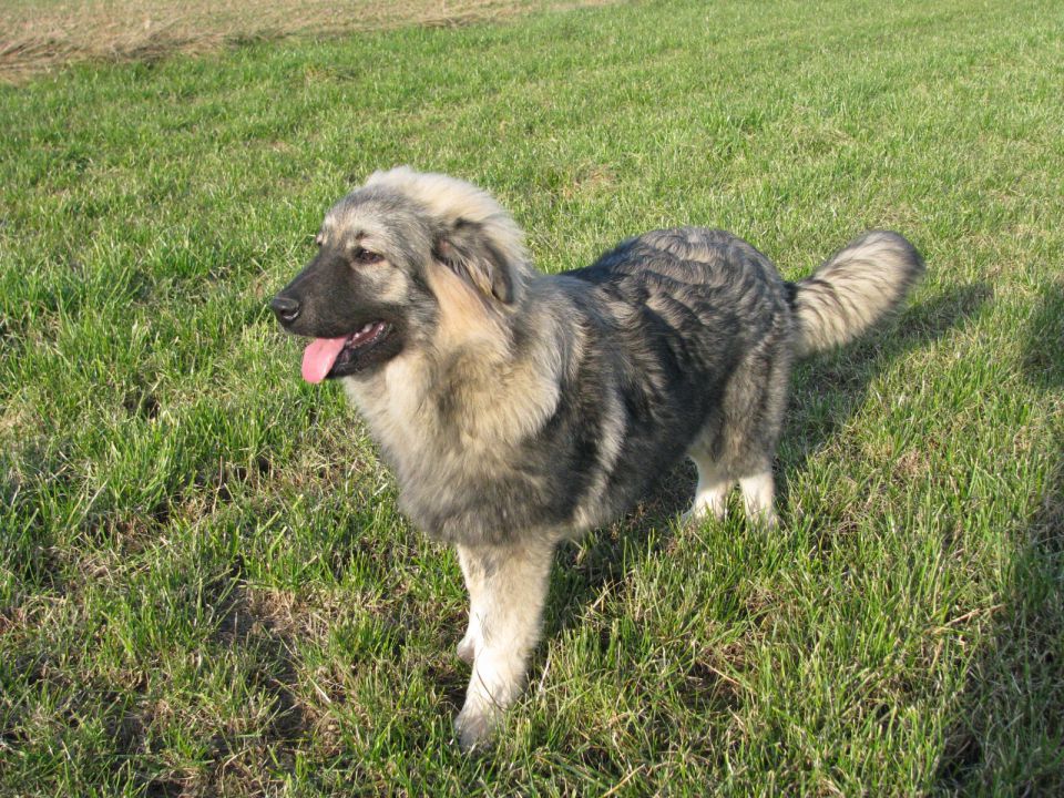 HITA  SREDNJEDRAVSKA 2009  HČI OD Ch. BONI SR - foto povečava
