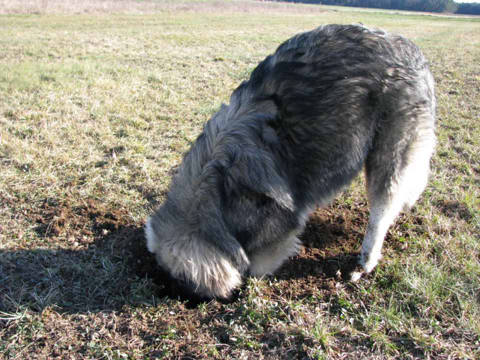 HITA  SREDNJEDRAVSKA 2009  HČI OD Ch. BONI SR - foto povečava