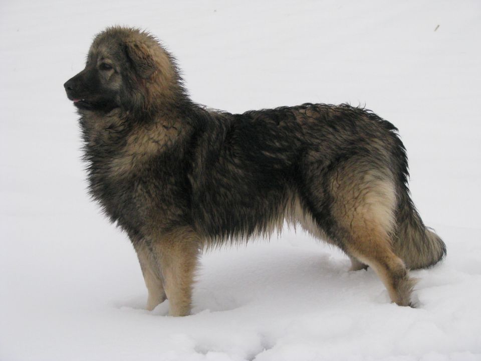 HITA  SREDNJEDRAVSKA 2009  HČI OD Ch. BONI SR - foto povečava
