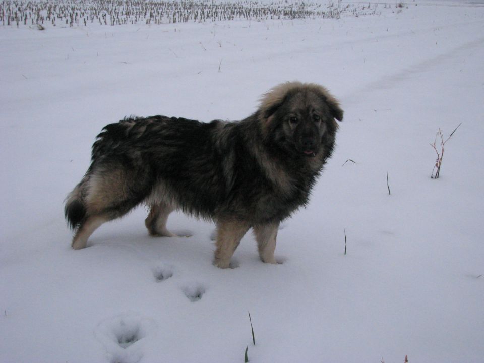 HITA  SREDNJEDRAVSKA 2009  HČI OD Ch. BONI SR - foto povečava