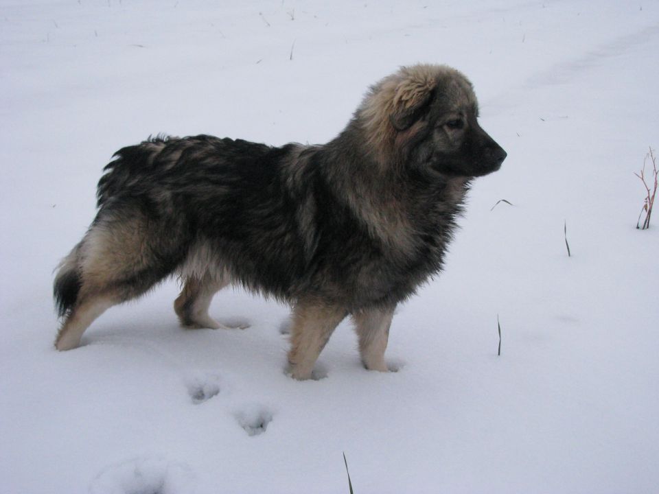 HITA  SREDNJEDRAVSKA 2009  HČI OD Ch. BONI SR - foto povečava