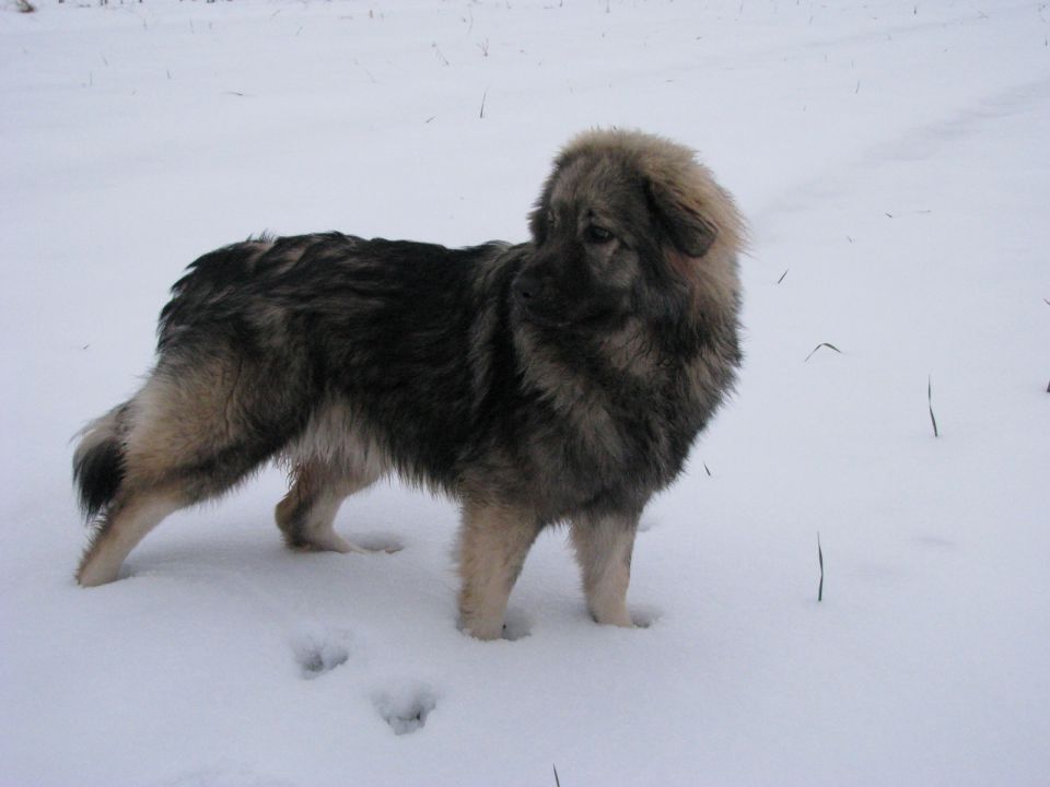 HITA  SREDNJEDRAVSKA 2009  HČI OD Ch. BONI SR - foto povečava