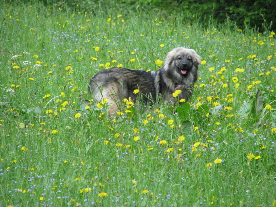 HITA  SREDNJEDRAVSKA 2009  HČI OD Ch. BONI SR - foto povečava