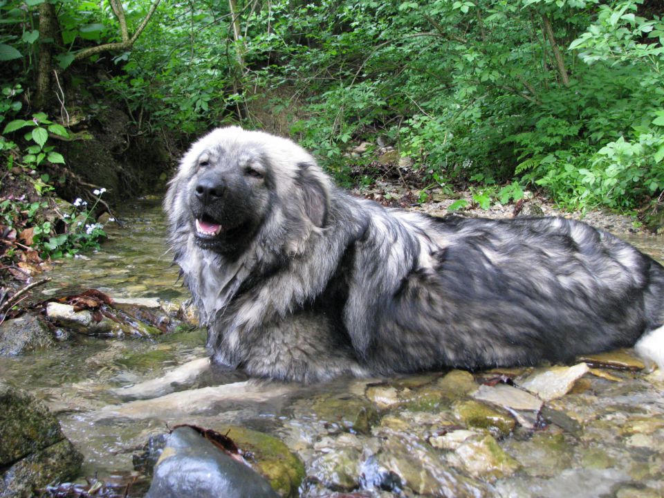 HITA  SREDNJEDRAVSKA 2009  HČI OD Ch. BONI SR - foto povečava
